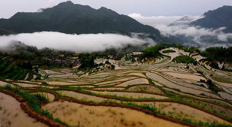 Rizières en terrasses de Yunhe — image de référence