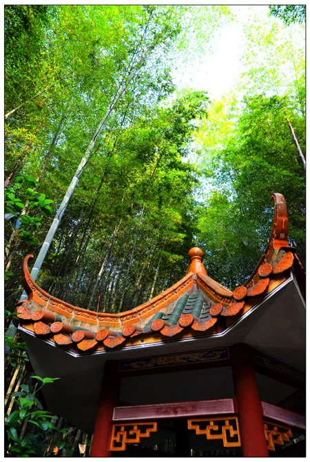 Đồi chè Nhạn Nam Phi — ảnh tham khảo