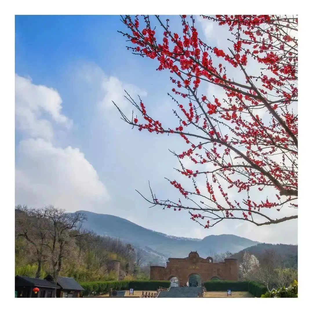 花果山の春景色『勝境に花咲き春を迎える』 — 参考画像