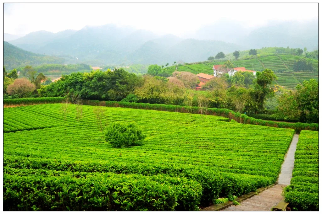 Đồi chè Nhạn Nam Phi — ảnh tham khảo