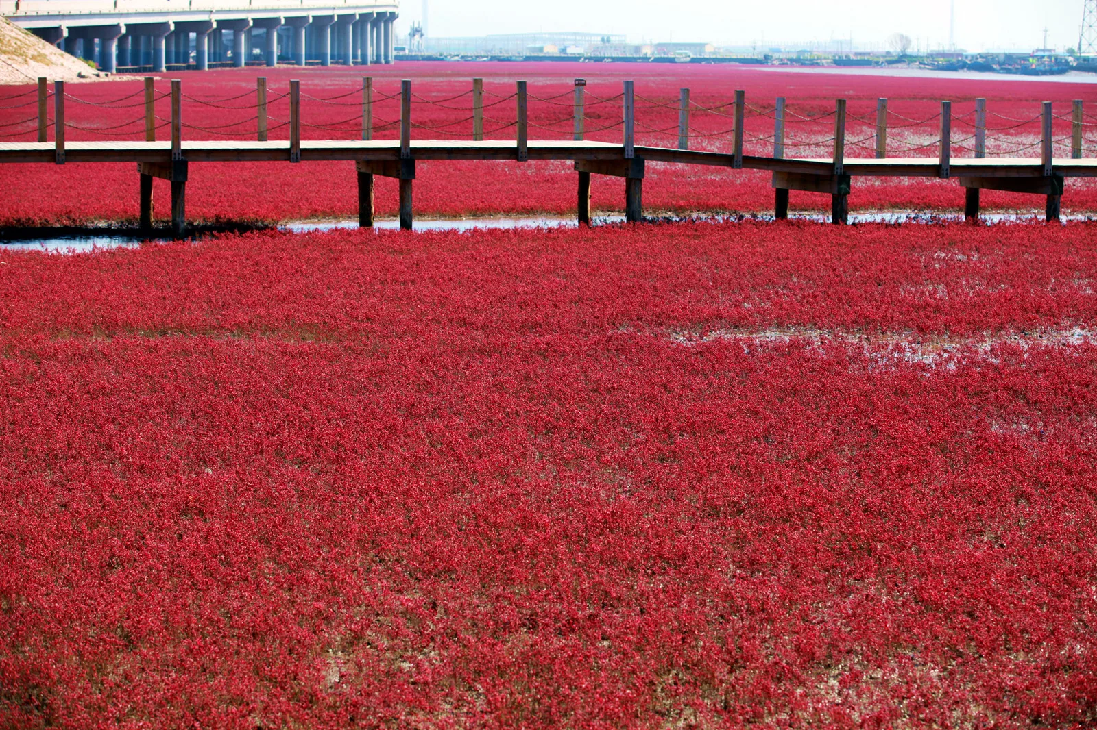 Plage rouge — image de référence