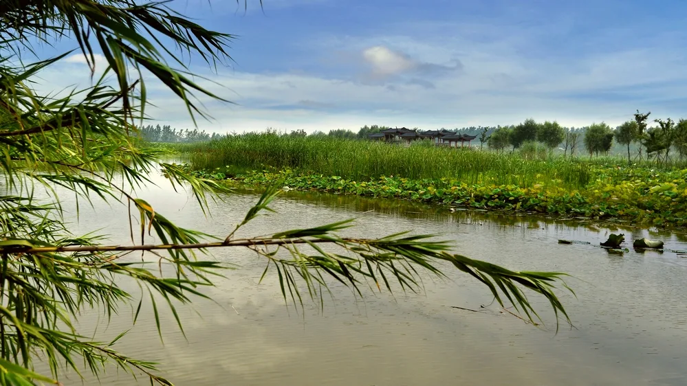 Hongze Lake Wetlands — reference image