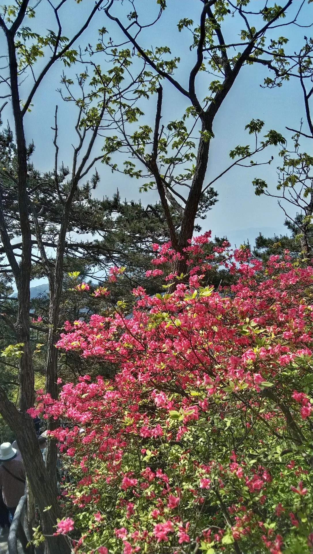 Guifeng Mountain, Macheng — reference image