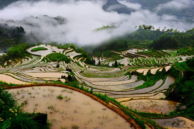 Rizières en terrasses de Yunhe — image de référence