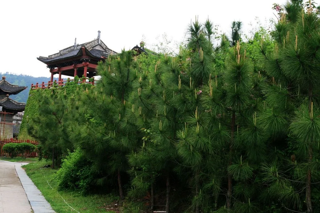 Tần Vương Cung và Thanh Minh Thượng Hà Đồ, Hoành Điếm — ảnh tham khảo