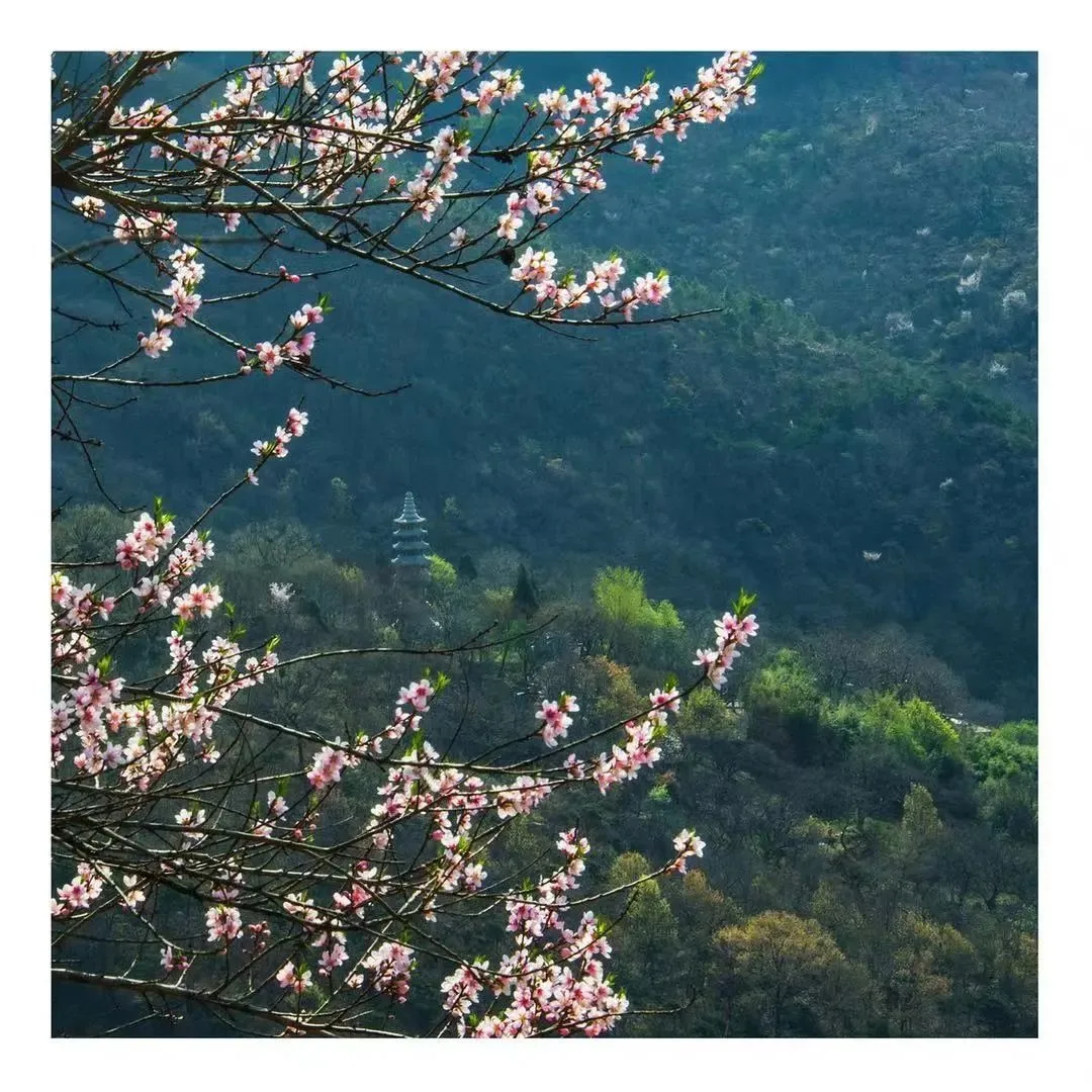 花果山の春景色『勝境に花咲き春を迎える』 — 参考画像
