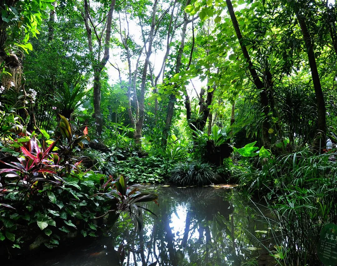 Selva tropical de Yanoda — imagen de referencia