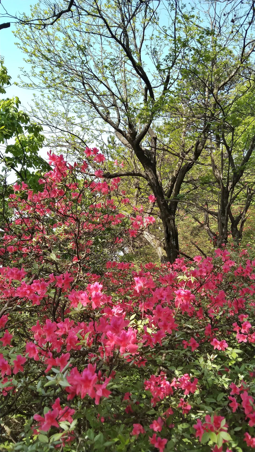 Guifeng Mountain, Macheng — reference image