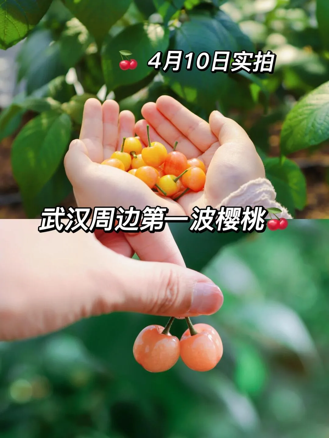 杏福园旅游区参考图片