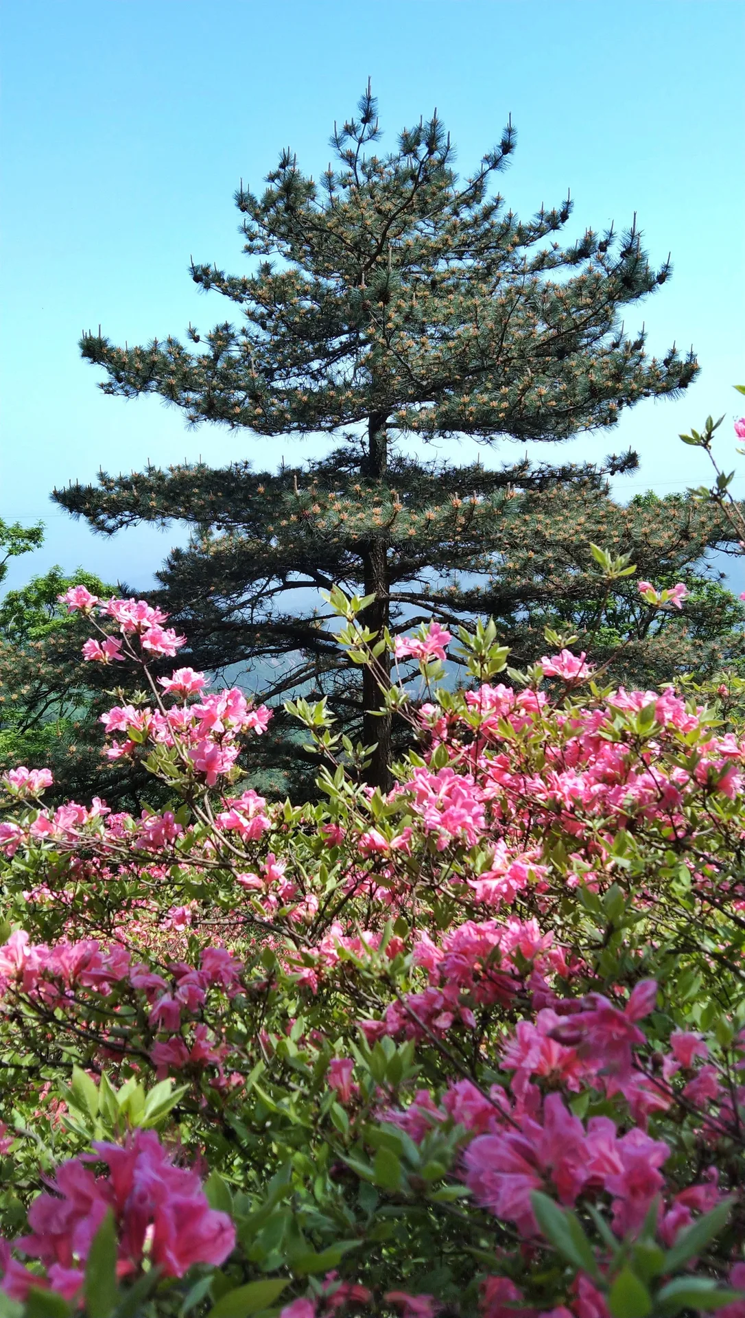 Guifeng Mountain, Macheng — reference image