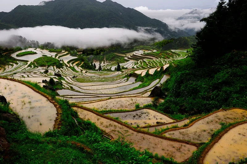 Rizières en terrasses de Yunhe — image de référence