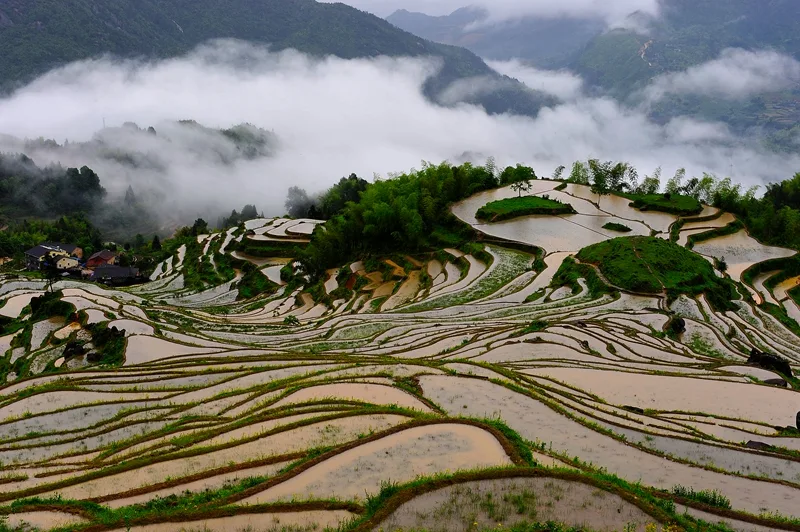 Rizières en terrasses de Yunhe — image de référence