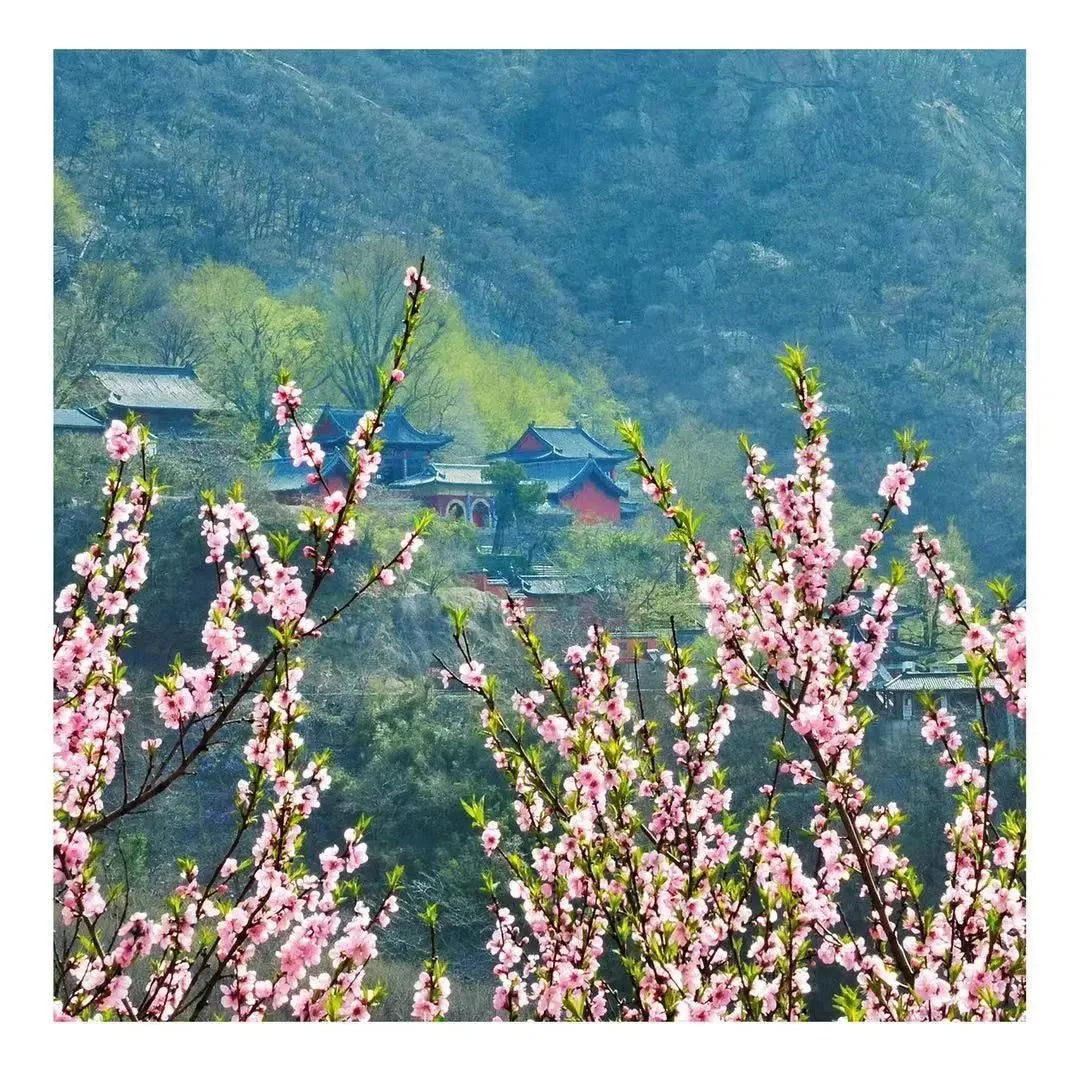 花果山の春景色『勝境に花咲き春を迎える』 — 参考画像