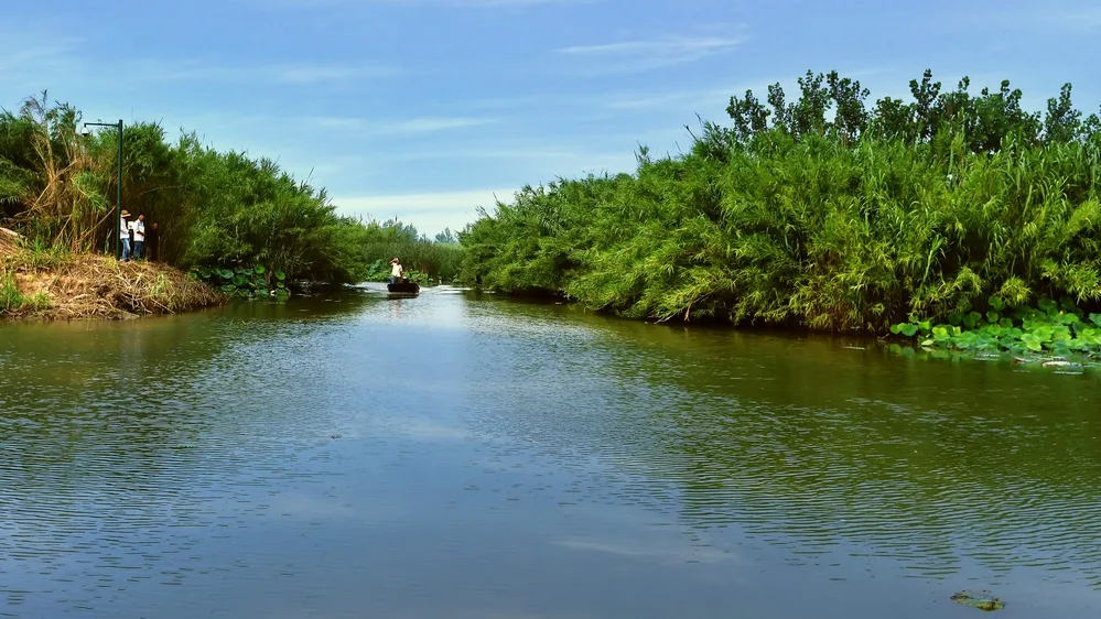 Hongze Lake Wetlands — reference image