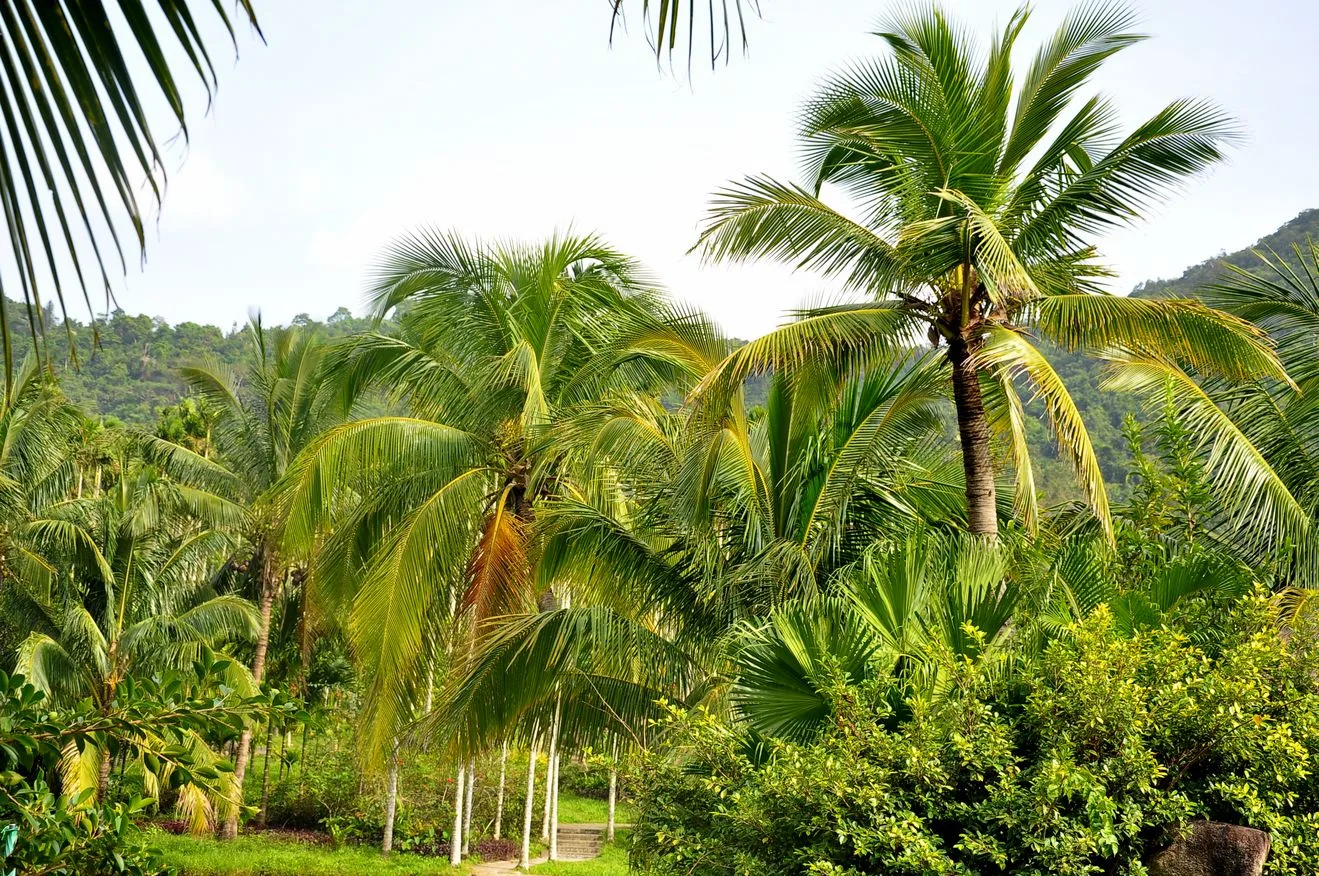 Selva tropical de Yanoda — imagen de referencia