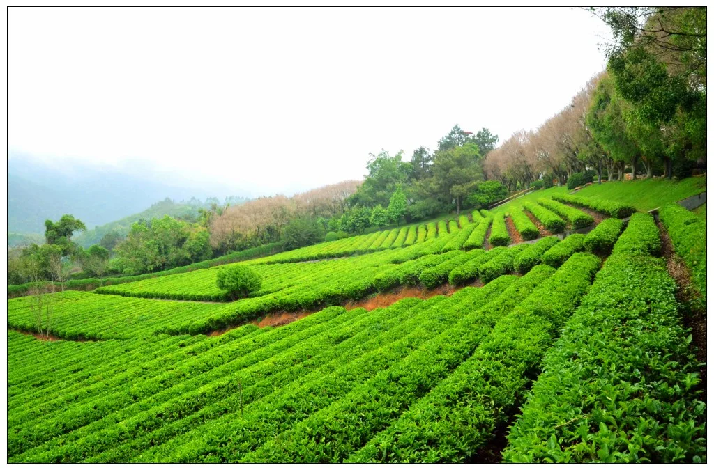 Đồi chè Nhạn Nam Phi — ảnh tham khảo