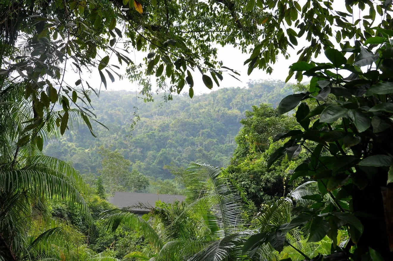 Selva tropical de Yanoda — imagen de referencia
