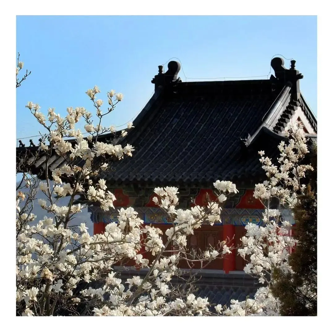 花果山の春景色『勝境に花咲き春を迎える』 — 参考画像
