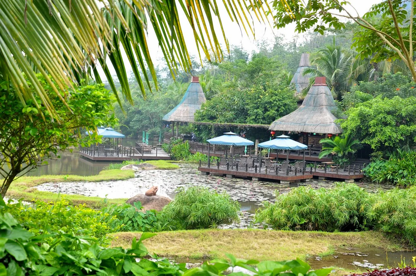 Selva tropical de Yanoda — imagen de referencia