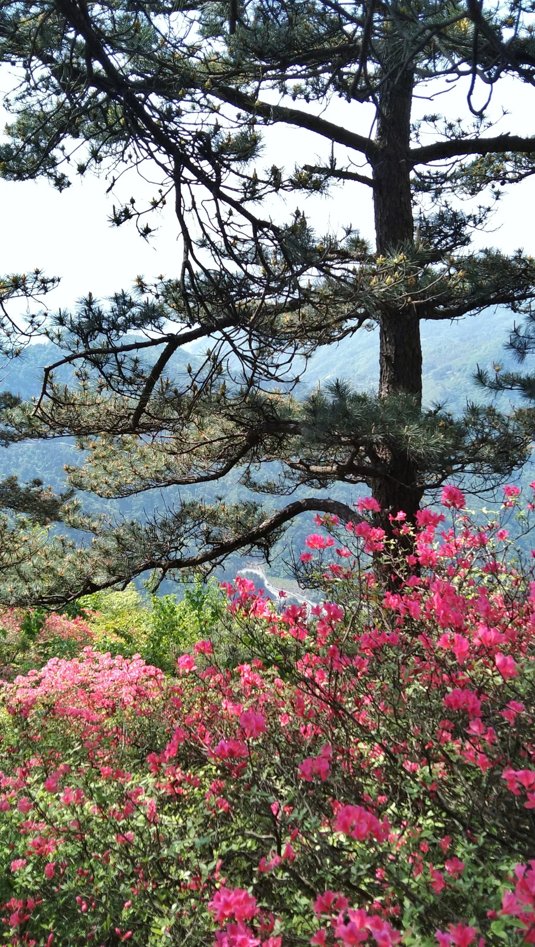 Guifeng Mountain, Macheng — reference image