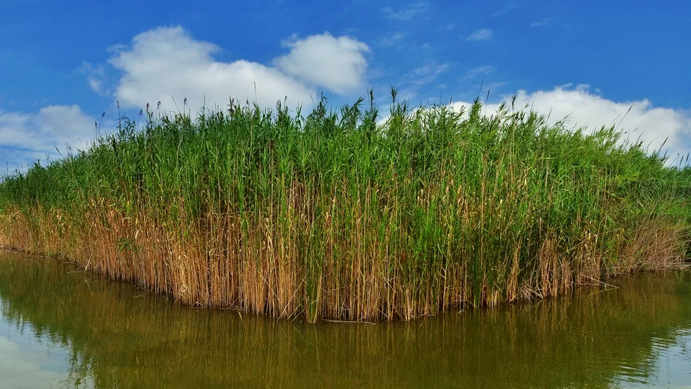 Hongze Lake Wetlands — reference image