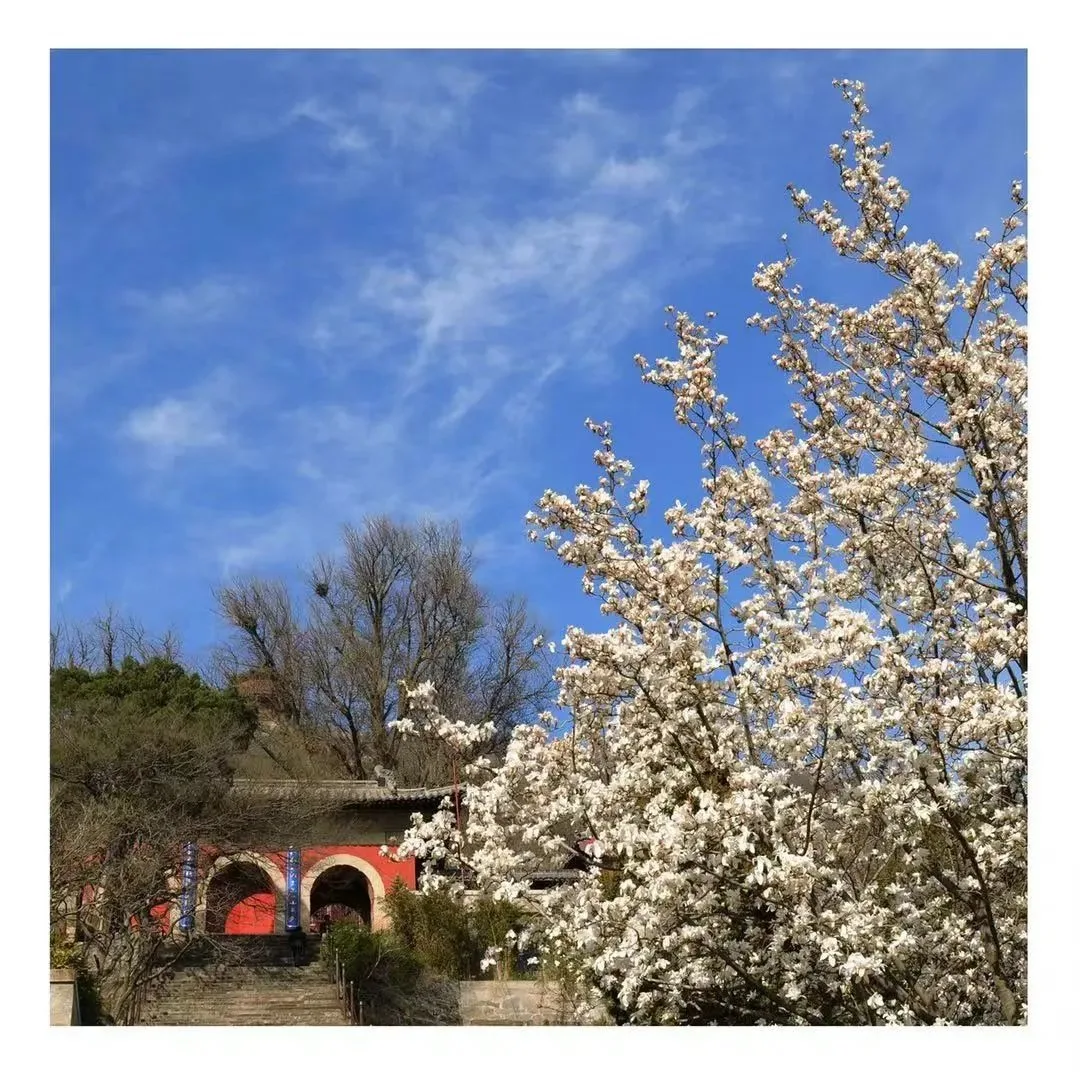 花果山の春景色『勝境に花咲き春を迎える』 — 参考画像