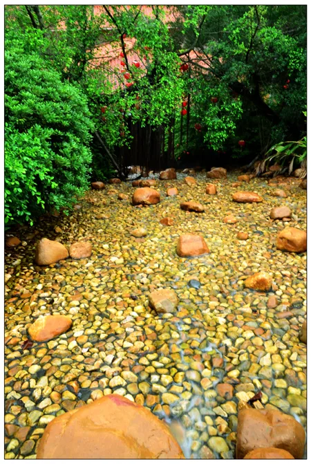 Đồi chè Nhạn Nam Phi — ảnh tham khảo