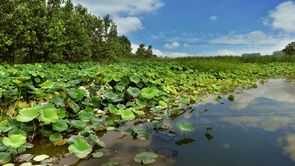 Hongze Lake Wetlands — reference image