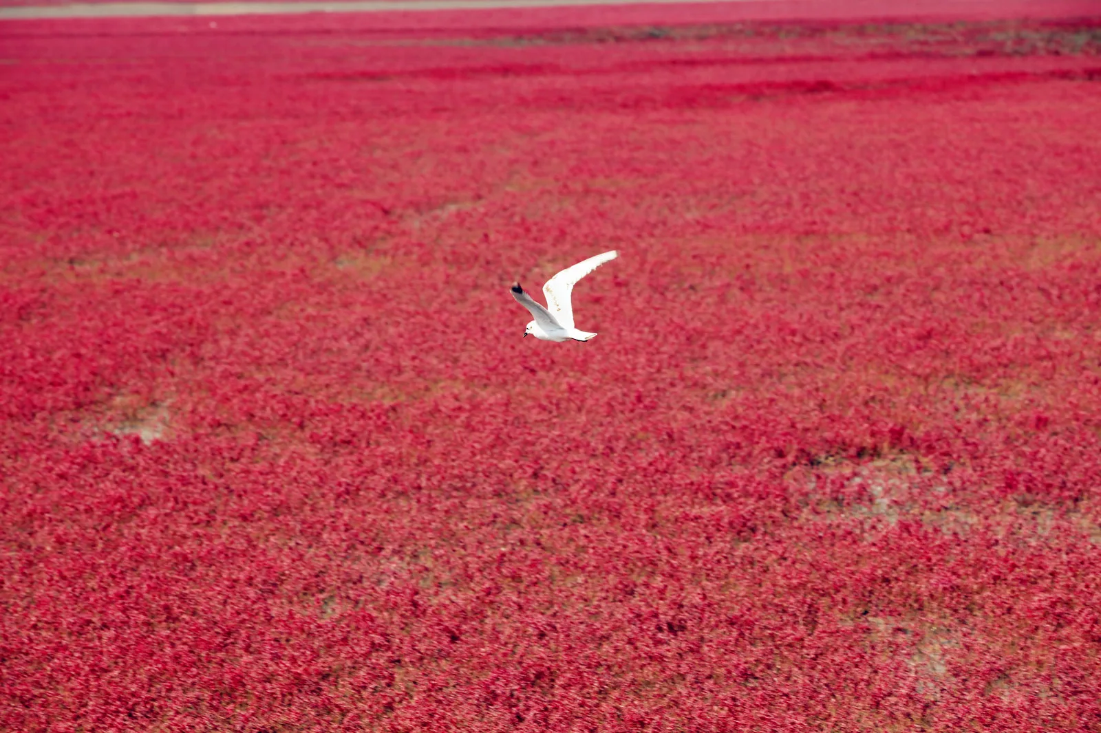 Plage rouge — image de référence