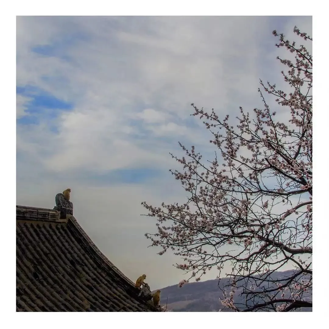 花果山の春景色『勝境に花咲き春を迎える』 — 参考画像