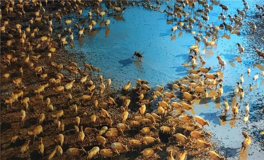 Rubrica fotografica della riserva dei cervi di padre David di Dafeng — immagine di riferimento