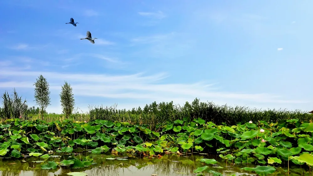 Hongze Lake Wetlands — reference image