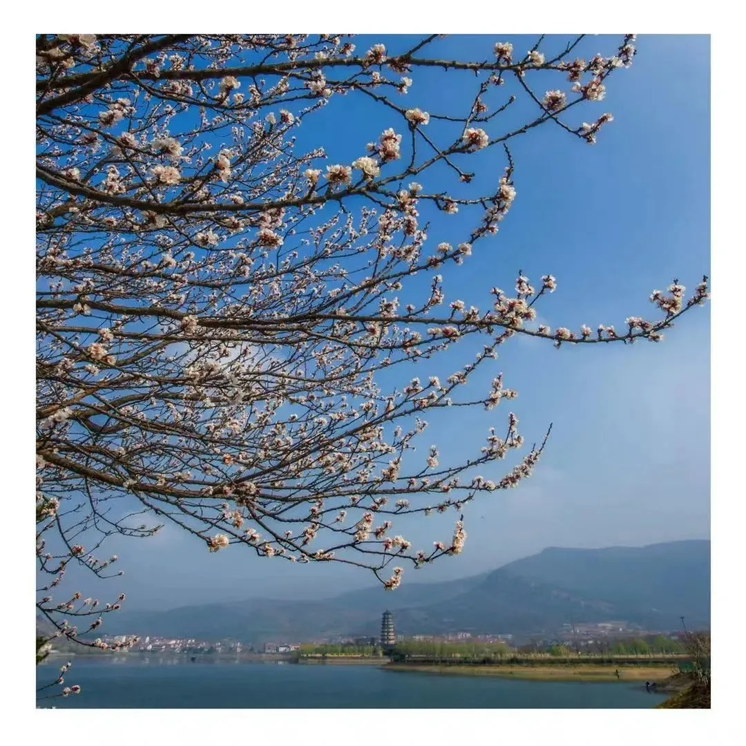 花果山の春景色『勝境に花咲き春を迎える』 — 参考画像