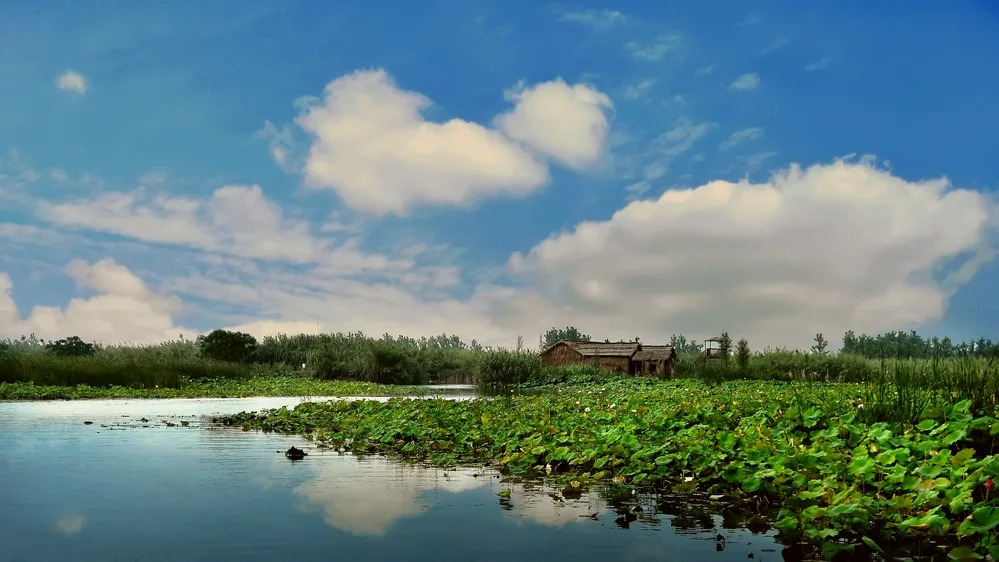 Hongze Lake Wetlands — reference image