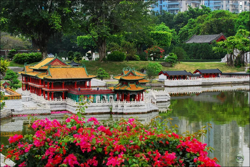 Cẩm Tú Trung Hoa — ảnh tham khảo