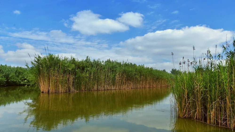 Hongze Lake Wetlands — reference image