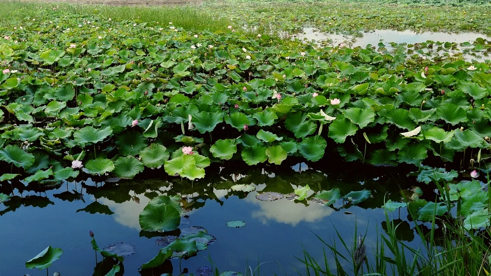 Hongze Lake Wetlands — reference image