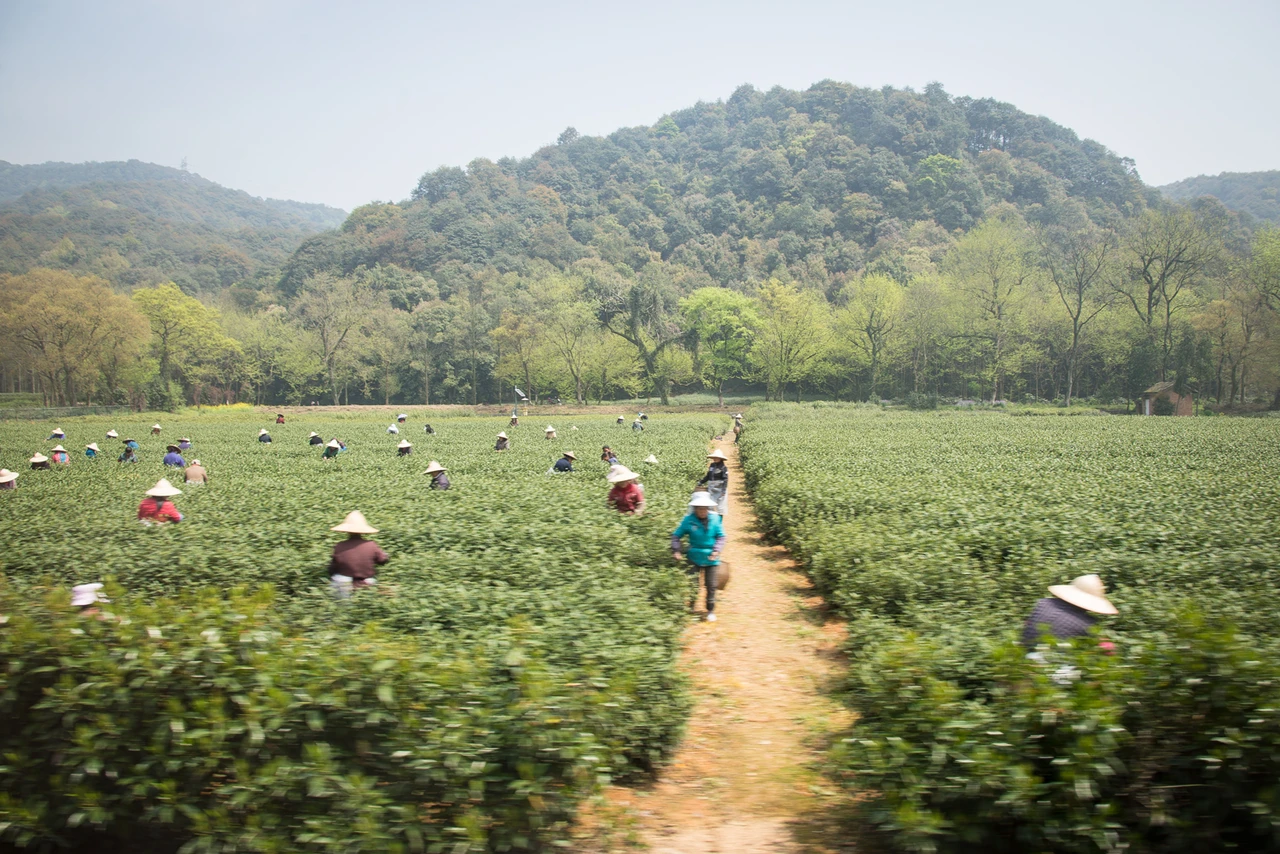 Longjing tea village · 龙井村
