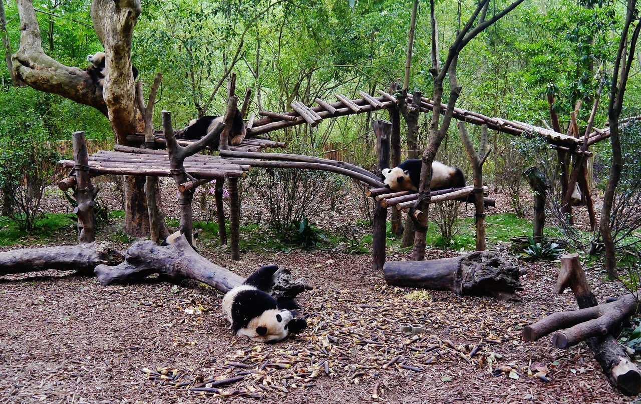 Chengdu Research Base of Giant Panda Breeding · 成都大熊猫繁育研究基地