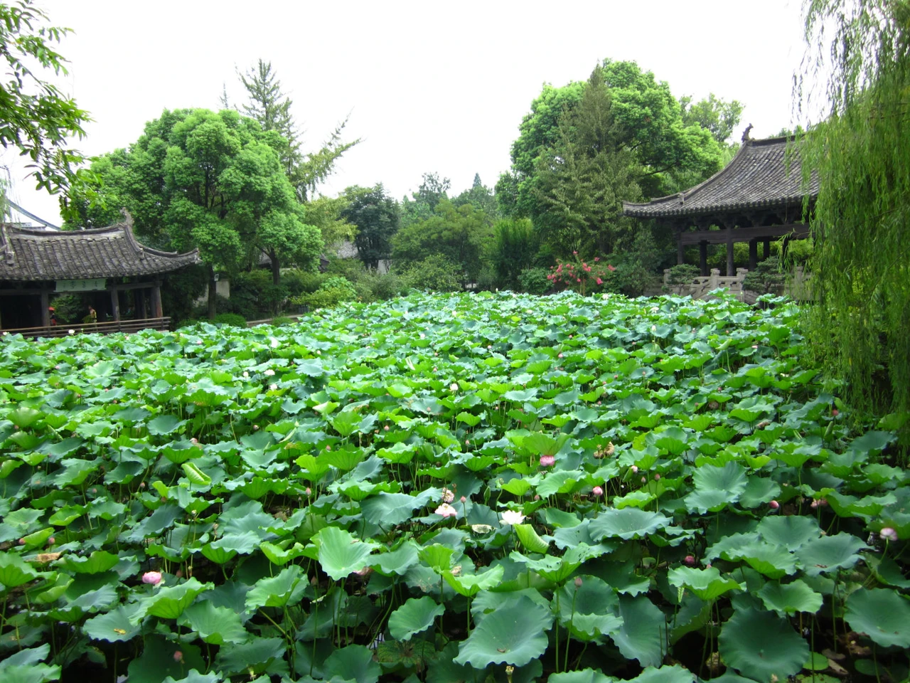 Shen Garden · 沈园