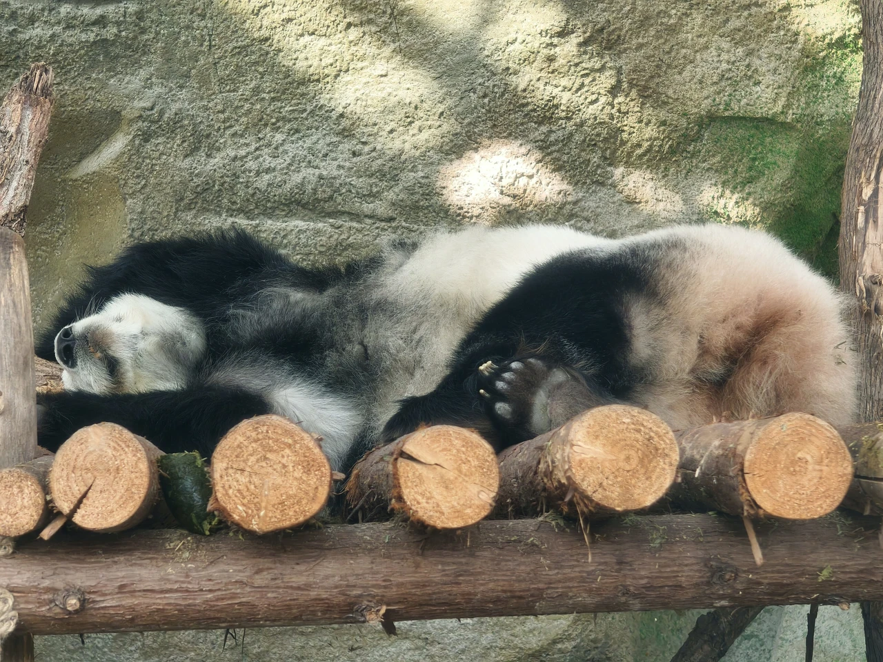 Chengdu Research Base of Giant Panda Breeding · 成都大熊猫繁育研究基地