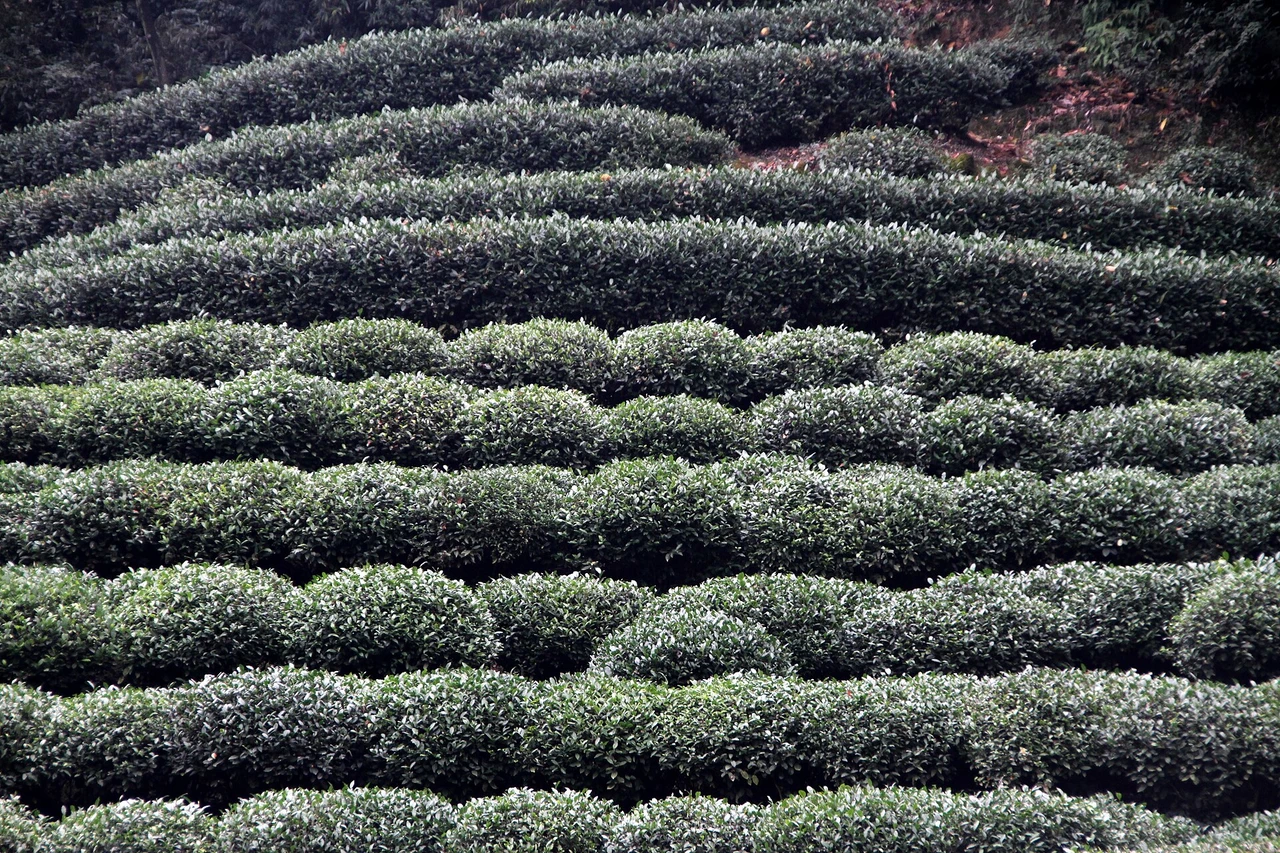 Longjing tea village · 龙井村