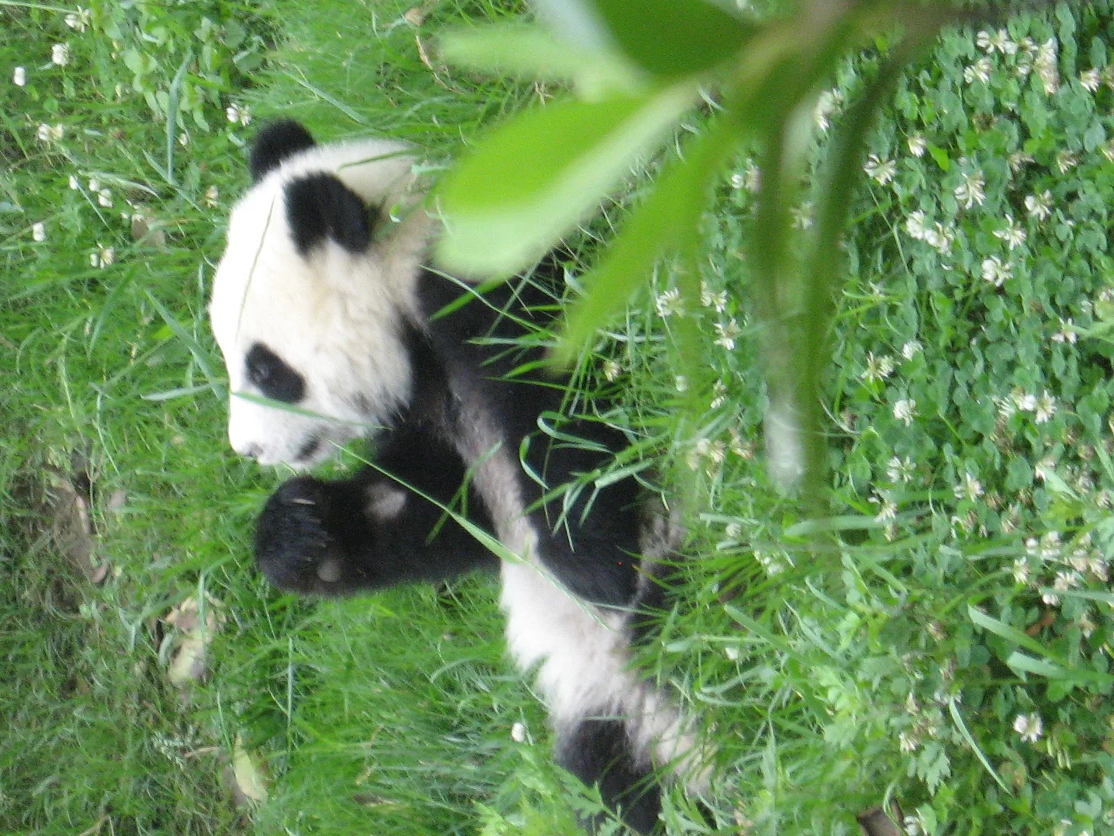 Giant panda at the Chengdu Research Base of Giant Panda Breeding