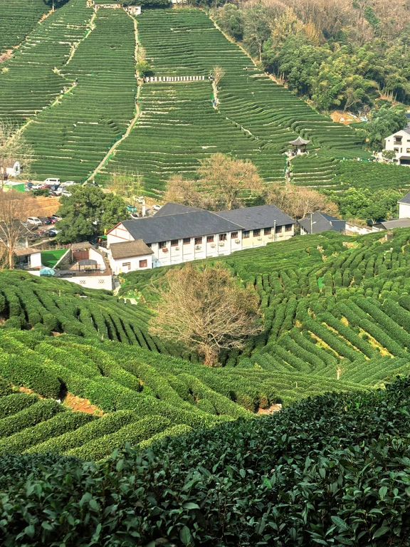 Village du thé de Longjing