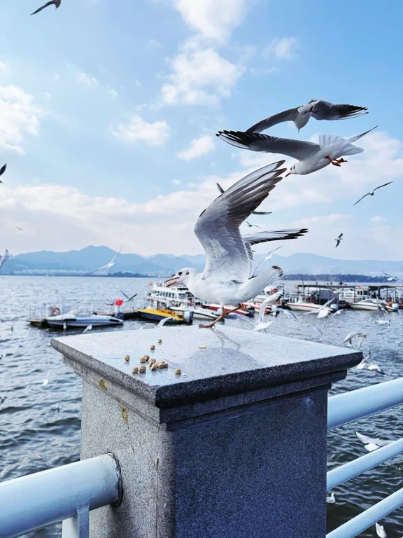 滇池海埂片区