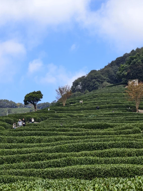 Village du thé de Longjing