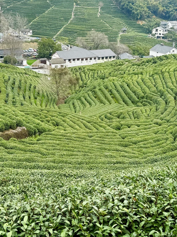 Village du thé de Longjing