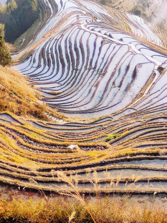 Terrazze di riso di Longji